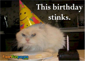 Tags: birthday ecards , funny cat pictures , funny pet pictures