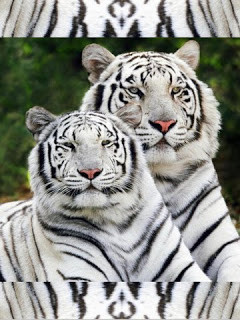 White Tiger Couple wallpapers