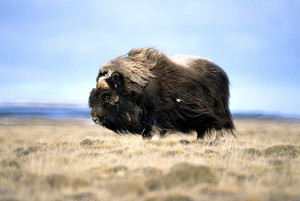 Title: Musk Ox. Alternative Title: Ovibos moschatus. Creator: Bowman ...