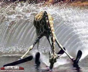 Giraffe Water Skiing – Funny Animals