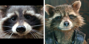 Meet The Real-Life Raccoon Who Inspired 'Rocket' In 'Guardians Of The ...