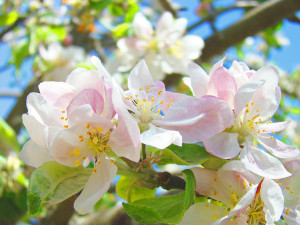 apple-blossoms-art-prints-spring-tree-blossoms-baslee-troutman-baslee ...