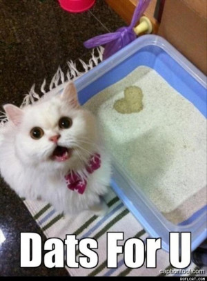 happy valentine s day from your cat i guess this is a sign of cat love ...