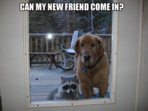 can my new friend come in, animal friendships