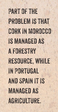 Top: Harvested cork awaits processing near Mamora, Morocco the world's ...