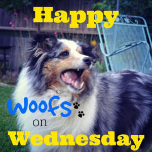 Happy Wednesday Dog Bear is sending happy woofs to