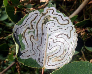 Aspen Leaf Pletely Mined