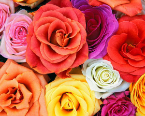 ... to twitter share to facebook labels flowers hd wallpaper wallpapers