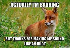 fox say more funny things laugh funny furries funny boards bark funny ...