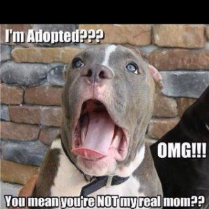 If dogs could talk....