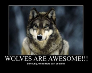 Quotes About Wolves | animal black, pack, the pack, wolves, quotes ...