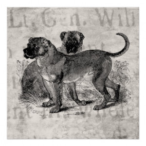 Vintage Mastiff Dog 1800s Mastiffs Dogs Templates Poster