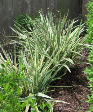 Variegated Flax Lily Plant