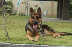 the paper in my hand i would like to know she is a show line by the ...