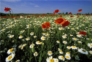 the death of one small child.