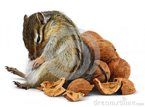 Funny Overeating Chipmunk With Nuts Royalty Free Stock Photo Image