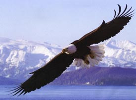 The Bald Eagle is a powerful flier, and soars on thermal convection ...