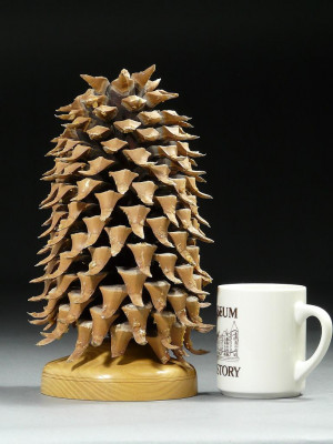 The Left Floating Pine Cone