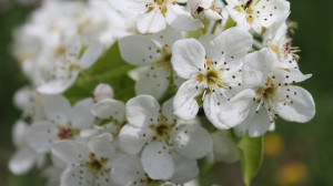 Pear blossoms background