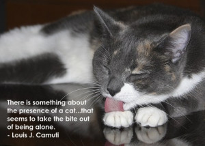 Famous Cat Quotes http://www.catclinicofcobb.com/site/view/195215 ...