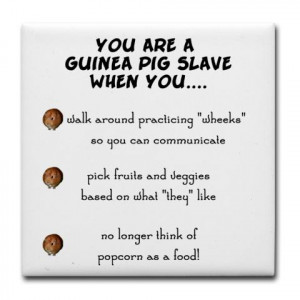 Guinea Pig Funny Quotes