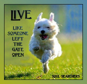 Live... like someone left the gate open