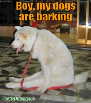 funny-dog-picture-my-dogs-are-barking.jpg