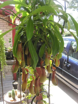 16 Another one of my favorite plants This is a nepenthes ventricosa