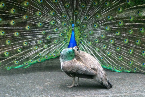the love for presenting peacock peacock love peacock love peacock love ...