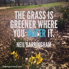 The #grass is greener where you water it #lawncare More