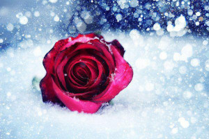 flowers red rose and snow