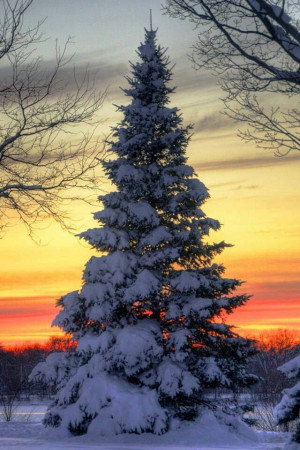 The most beautiful Christmas tree.