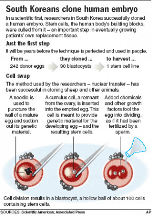 Stem cells extracted from human clone