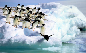 水の中にジャンプする準備スノーペンギン 壁紙 ...