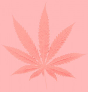 pink weed Image