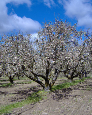 For moreApple lorevisit: http://www.druidry.org/obod/trees/apple.html