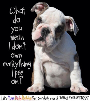 Funny English Bulldog Quotes Favorit dog, bulldog funni,