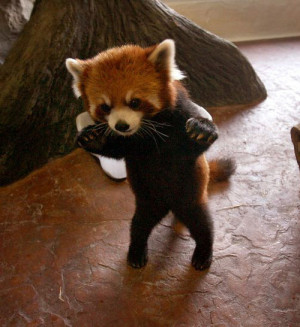 cute adorable omg best red panda OOOMG really best