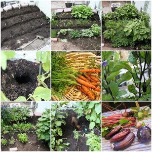Vegetable garden and flowers growing together