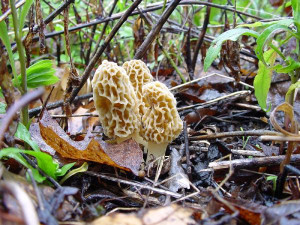 mushroom delicate umbrella white leafy turkey tail mushroom on moss