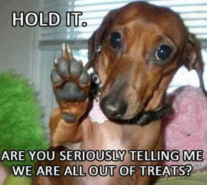 After vacation, this one might be true!! Funny dachshund