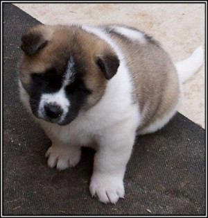 Fluffy Dogs That Look Like Bears