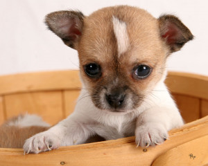Chihuahua Puppy. Picture from Google Images)