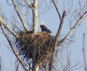 Weird And Wacky The Eagle Nest