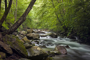 Randall Nyhof › Portfolio › Smokey Mountain Stream 680