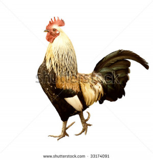 rooster isolated on white background