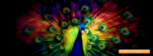 Colorful Peacock - Animal FB Cover