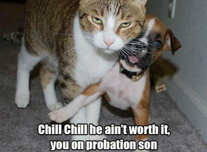 kitty probation - too funny