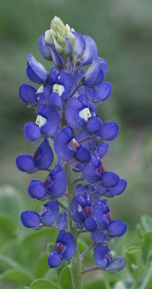bluebonnet- Makes me think of Jonna's Daddy Blue - posted by my friend ...