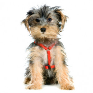 Yorkshire Terrier Quotes
